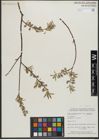 Foto von Salix gracilis Andersson